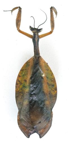 Metilia sp.